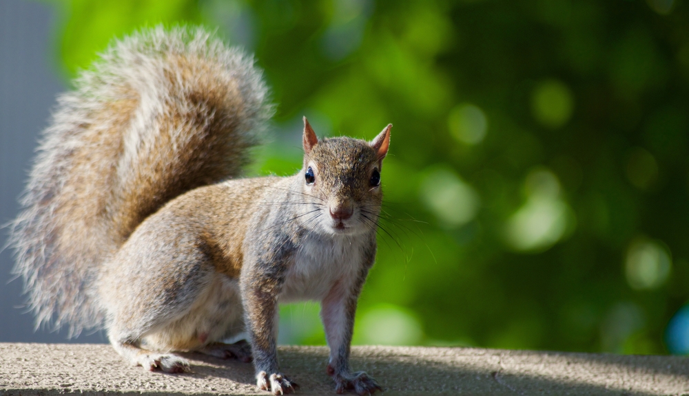 How-to-Get-Rid-of-Squirrels-in-Attic