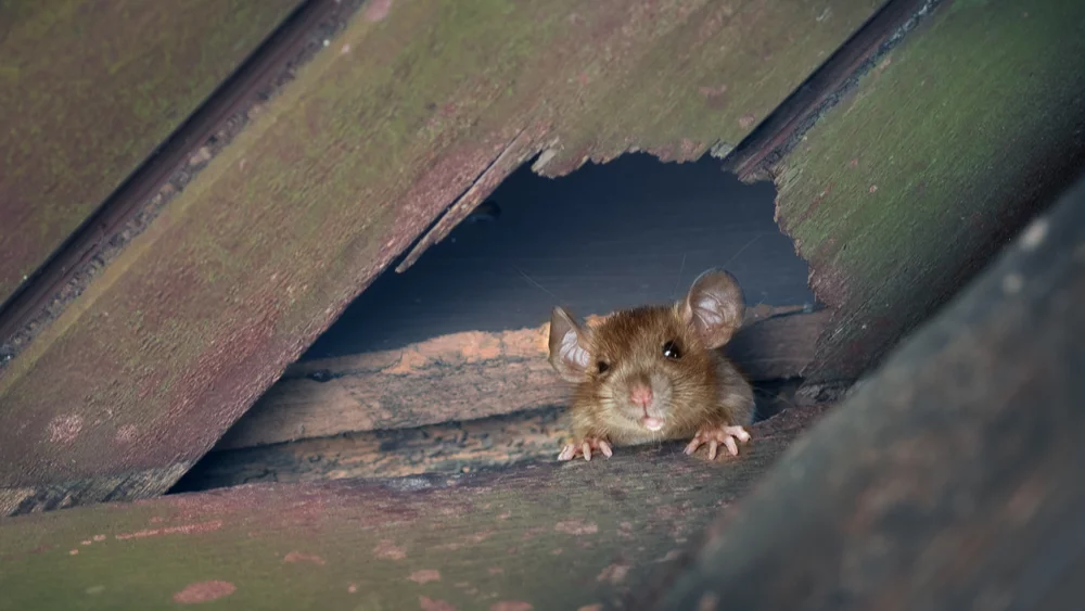 Common Roof Rodents and How to Keep Them Out of Your Attic