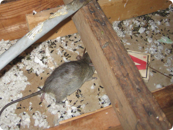 rodents-in-attic